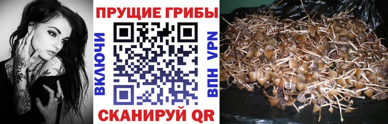 Купить  Пудож  Галлюциногенные грибы ЛСД 